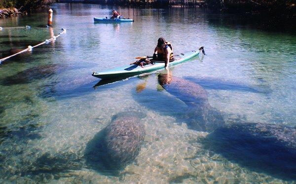 Kayaking with Manatees